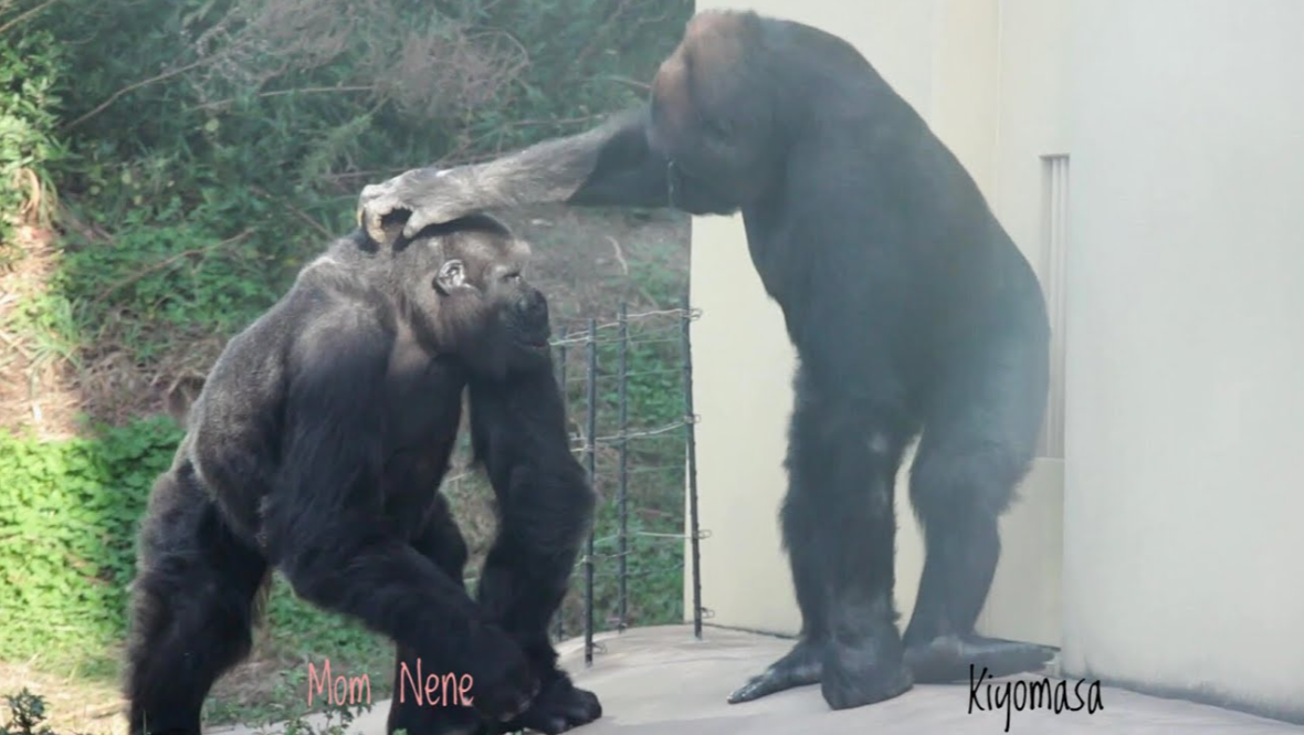 Mom Nene and her son Kiyomasa at Higashiyama Zoo