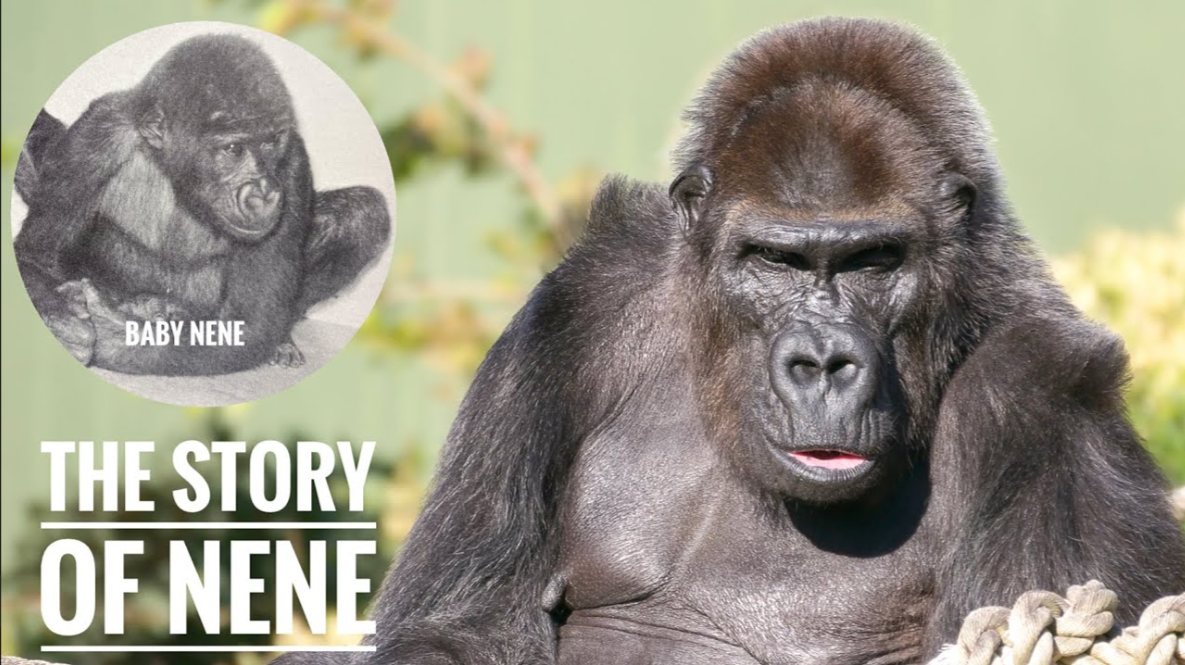 The Story of Nene — from wild Cameroon to Japan's oldest female gorilla