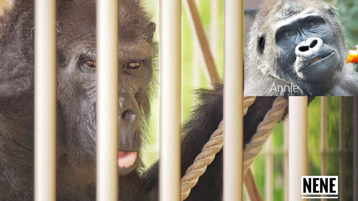 Nene at Higashiyama Zoo enclosure