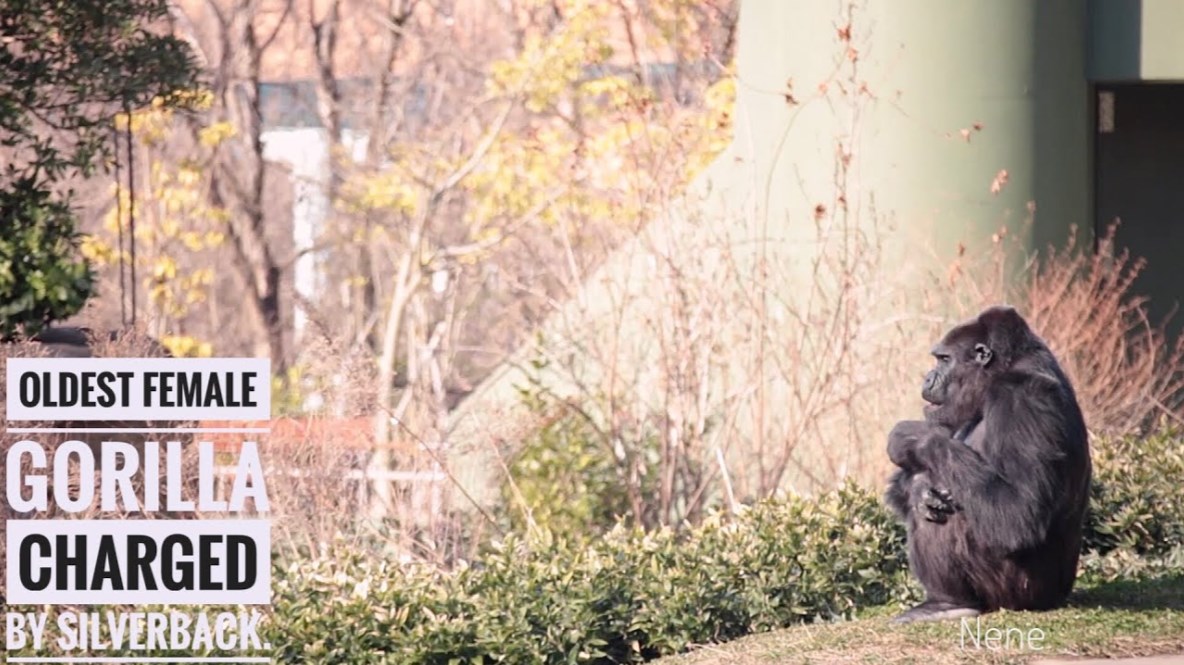 Nene — Japan's oldest female gorilla